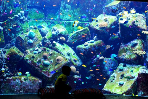 Atlantis the Palm - Lost Chambers Aquarium