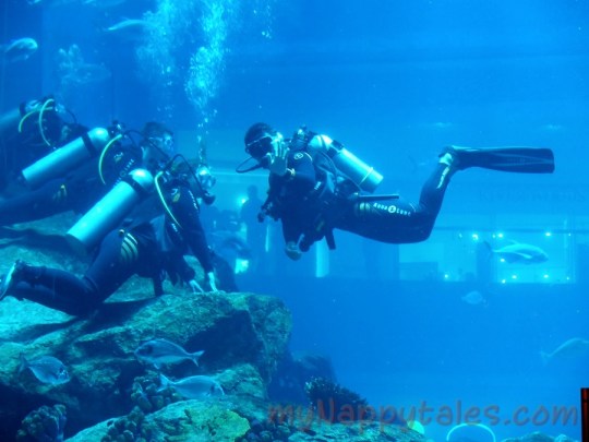 RainForestAquariumView