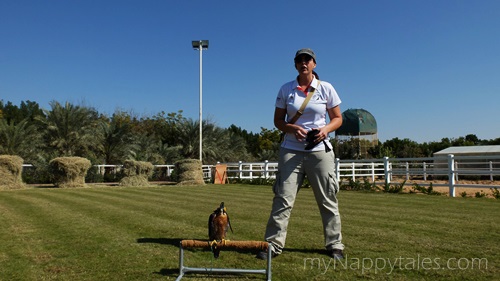 Falcon show at Al Tamimi Stables