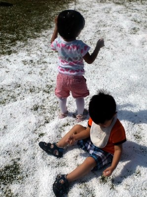 "snow" Al Tamimi Stables