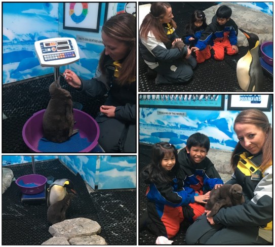 BabyPenguinEncounter